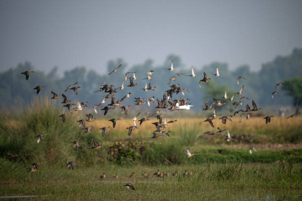 istock Flock of Ducks  Landing in wetland 1778088904