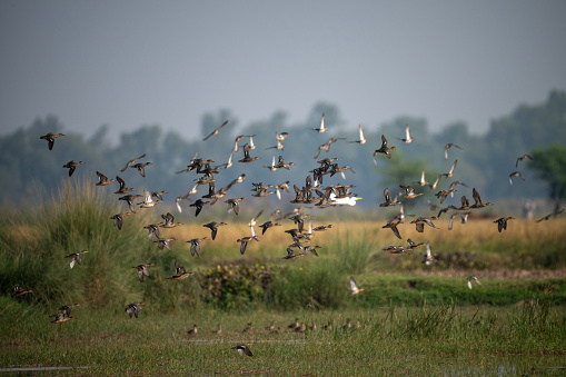 Flock of Ducks  Landing in wetland