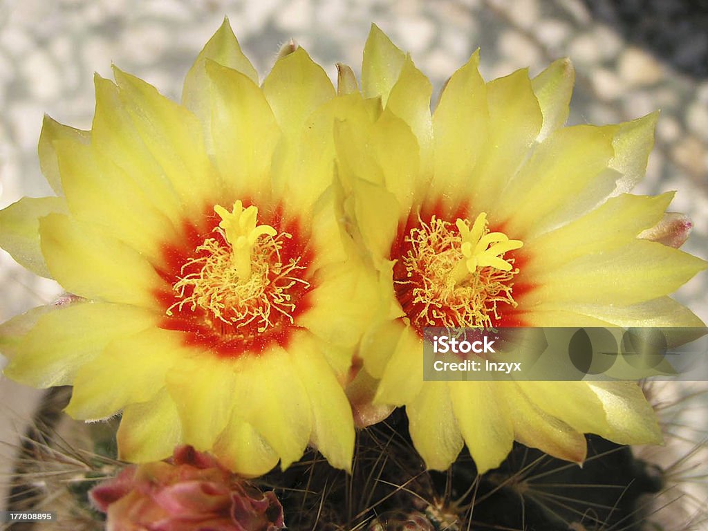 cactus plantas - Foto de stock de Agricultura libre de derechos