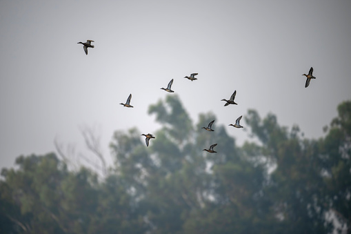 Flock of Ducks  Landing in wetland