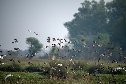 Flock of Ducks  Landing in wetland