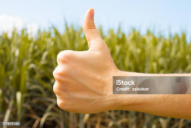 Hand Making Thumb Up Gesture On Summer Landscape Background Stock Photo - Download Image Now