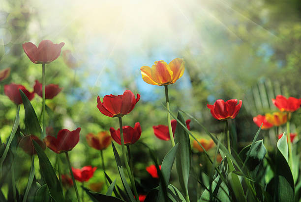istock beautifil tulips in the spring sunshine 177809475