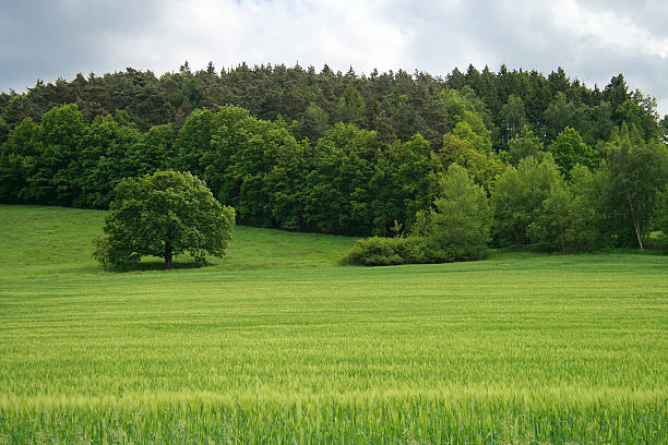 Cтоковое фото Летний пейзаж трава и деревья