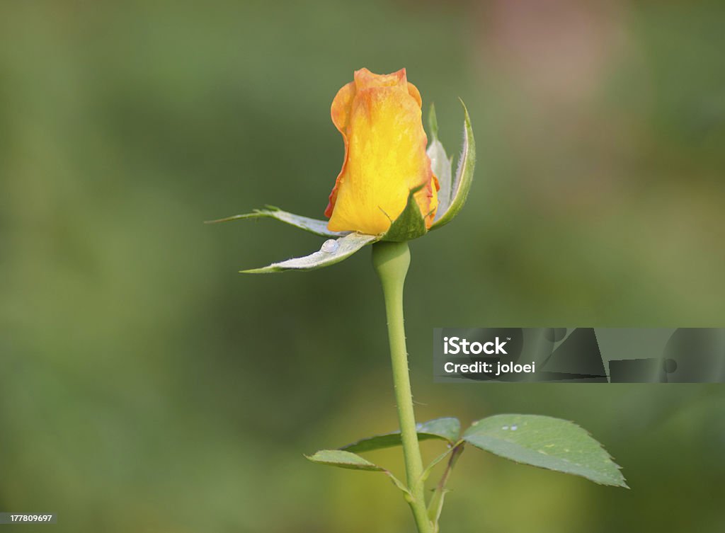 黄色のバラ - バラ科のロイヤリティフリーストックフォト