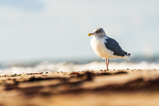 Seagull resting on beautiful golden beach with breaking waves in the background on a sunny day