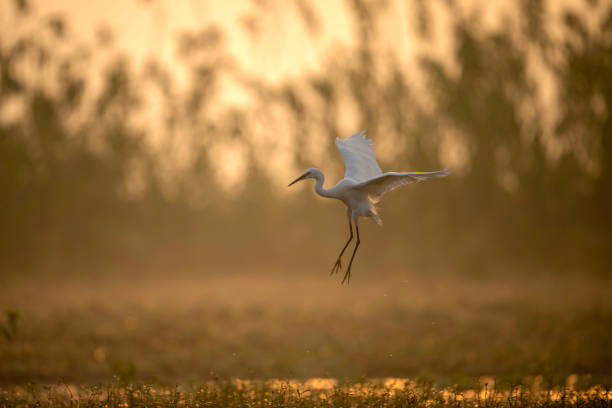 istock Little Egret Flying in Sunrise 1778099129