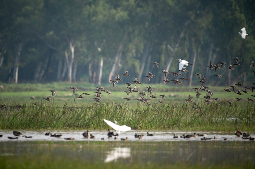 Flock of Ducks  Landing in wetland