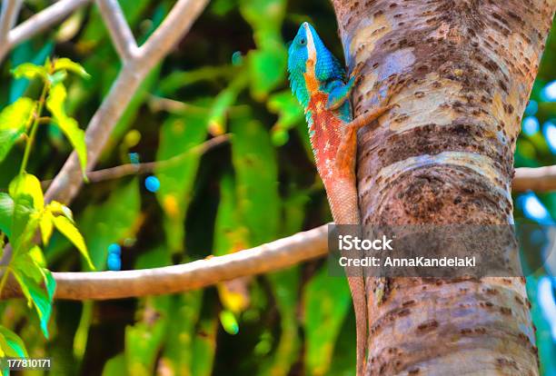 Kriechtier Stockfoto und mehr Bilder von Australien - Australien, Biologie, Bunt - Farbton