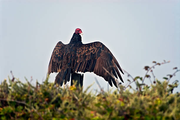 istock Turkey Vulture, Cathartes aura 177810267
