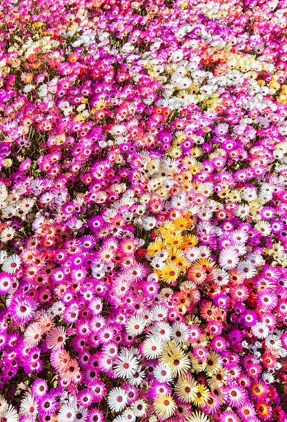istock Flower bed of sunlit livingstone daisies 177810331