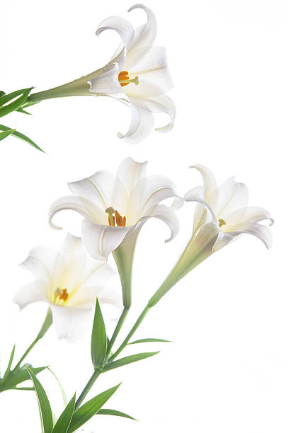 éclosion d'une fleur de lys sur fond blanc - lily lily family temperate flower asiatic lily photos et images de collection