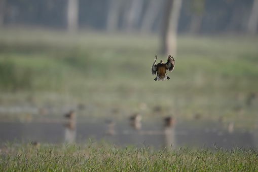 Duck  Landing in wetland