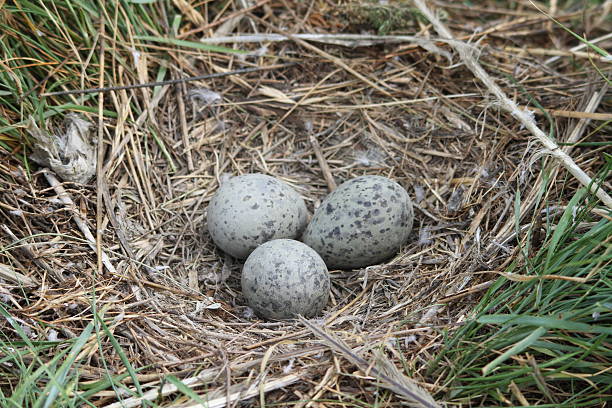 eggs of Yellow-legged Gull (or Yellowlegs): Larus michahellis