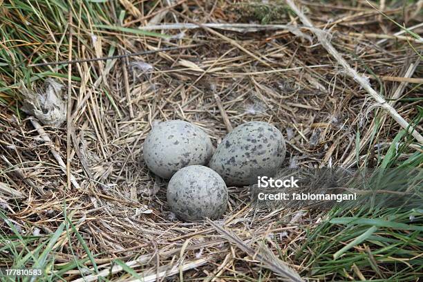 Eggs Of Yellowlegged Gull Larus Michahellis Stock Photo - Download Image Now