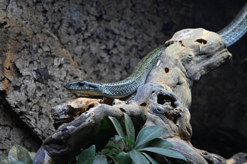 A black mamba resting on a branch against a dark background