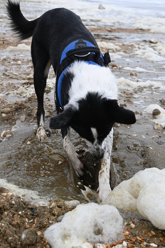 A black and white dog is energetically digging in the sand