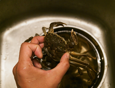 Holding Female Chinese Mitten Crab