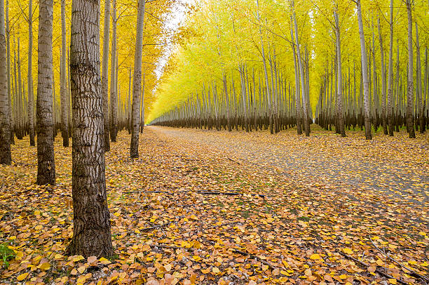 istock Country road leads through a tree farm autumn 177810826