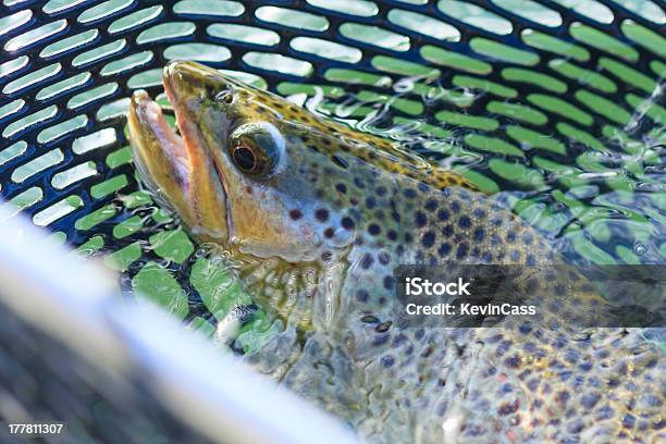 Marrón En La Web Foto de stock y más banco de imágenes de Fotografía - Imágenes - Fotografía - Imágenes, Horizontal, Idaho