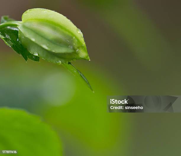 Flor Vai Botão - Fotografias de stock e mais imagens de Abrir - Abrir, Ao Ar Livre, Beleza natural