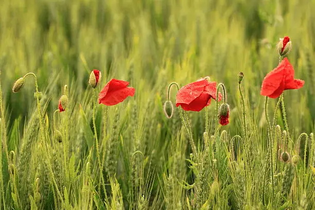 photo that depicts poppies at different stages of flowering in a wheat field in the spring. The red of poppies contastes with the green of wheat to highlight this spring landscape.
