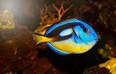 Closeup of a blue tang surgeonfish