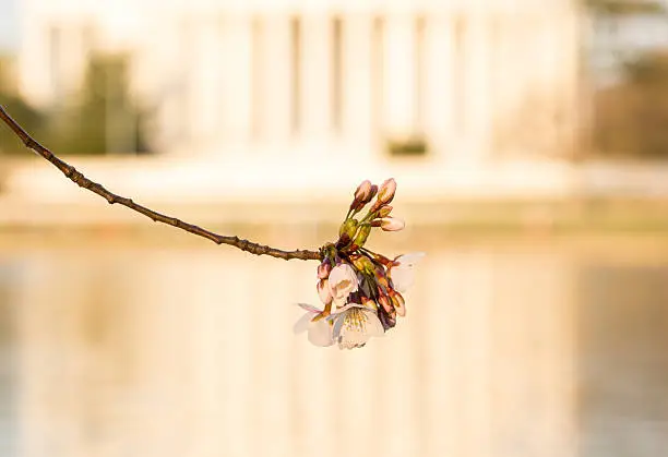 Photo of Cherry Blossom and Jefferson Memorial