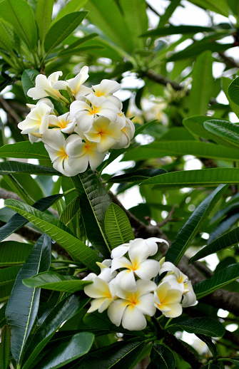 White Plumeria, Frangipani flowers are filled with water droplets, refreshing after the rain.