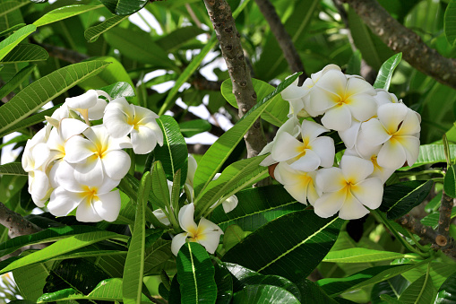 Plumeria/Frangipani is tropical tree, famous for its gorgeous flowers which are used to make leis (floral garlands). In regions with cold winter, plumeria can be grown in containers and brought indoors when the weather cools in autumn.