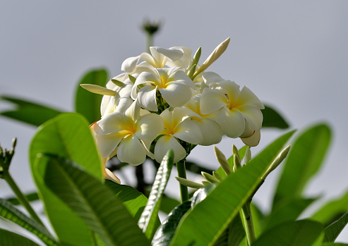 Plumeria/Frangipani is tropical tree, famous for its gorgeous flowers which are used to make leis (floral garlands). In regions with cold winter, plumeria can be grown in containers and brought indoors when the weather cools in autumn.