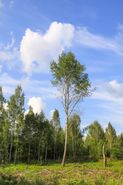 istock Countryside landscape with green fields and blue sky in Latvia. 1778121738
