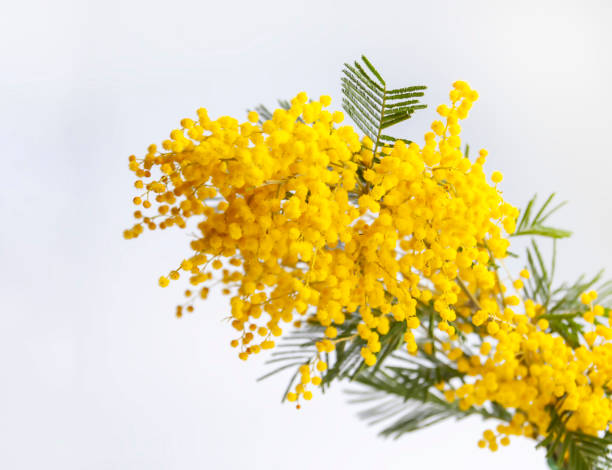 istock Yellow mimosa flowers. 1778123392