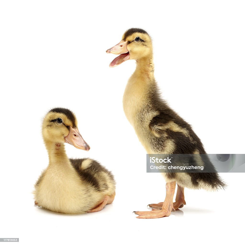 Duck Duck on white background Agriculture Stock Photo