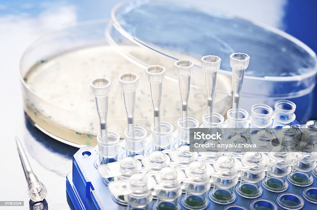 Picking up bacterial colonies from agar plate Bacterial colony picking for DNA cloning Agar Jelly Stock Photo