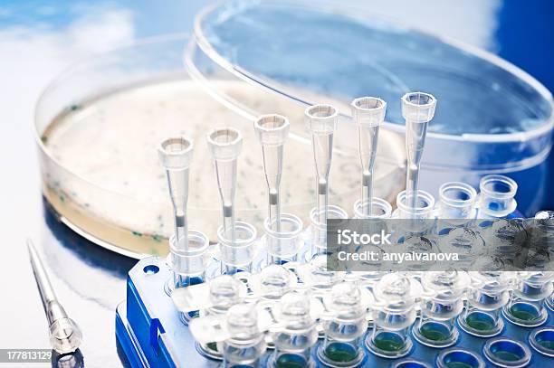 Picking Up Bacterial Colonies From Agar Plate Stock Photo - Download Image Now - Agar Jelly, Bacterium, Biology