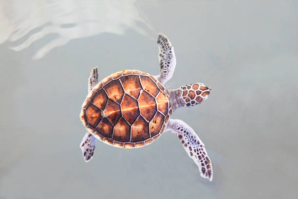 little sea turtle swimming in sea water marine life theme