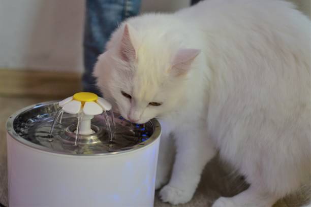 Turkish angora drinks from a cat's drinking bowl in the form of chamomile