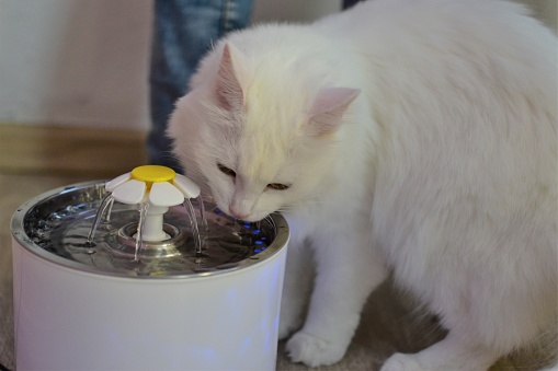 Turkish angora drinks from a cat's drinking bowl in the form of chamomile. Pedigreed cats.