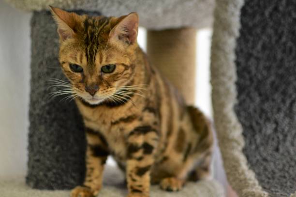 istock A Bengal cat is resting in a soft animal house. 1778133020