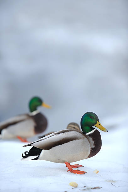 istock Mallard Ducks on Snow in Winter 177813311