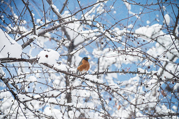 istock American robin stand on the winter branch 177813393