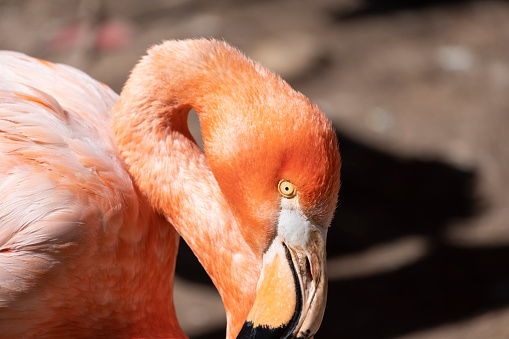 Closeup of the head and neck of a Pink Caribbean flamingos in a zoo for public viewing