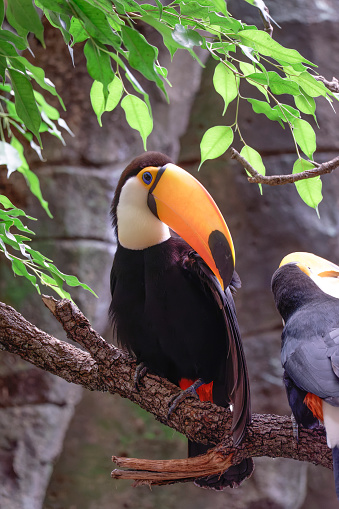 Horizontal banner with a beautiful colorful toucan bird (Ramphastidae) on a branch in a rainforest. A toucan bird and leaves of tropical plants on blurred background. Copy space for text