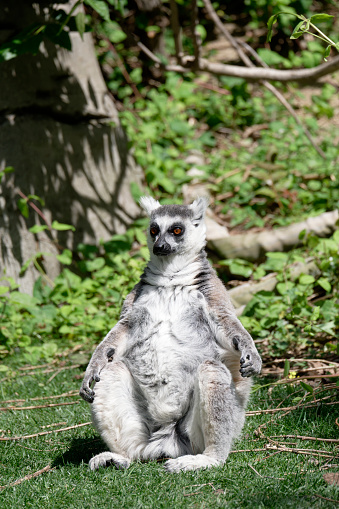 Lemurs (Lemuroidea), one of the cutest animals of Madagascar, usually live in forests with high trees