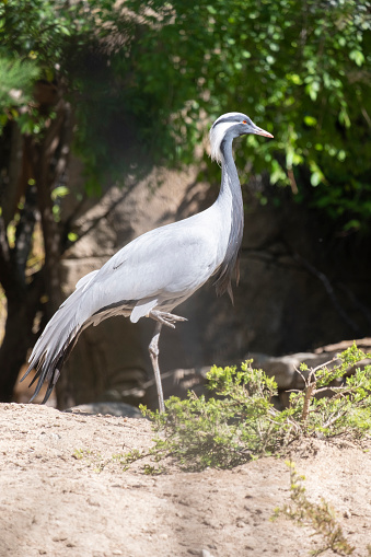 The demoiselle crane (Grus virgo) is a species of crane found in central Eurasia. demoiselle crane (Grus virgo) in a typical breeding ecosystem.