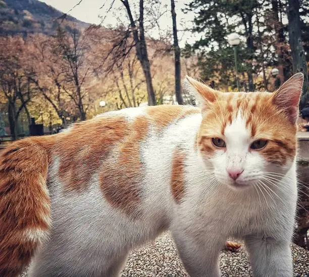 Photo of Yeloow white cat