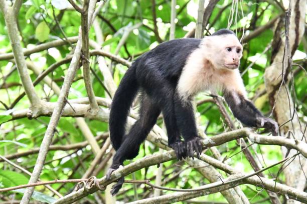 kapucyna małpa naczelny , w arenal wulkan obszar kostaryka ameryki środkowej - costa rica rainforest central america arenal volcano zdjęcia i obrazy z banku zdjęć