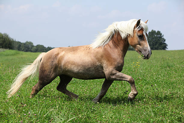 bela loiro castanha cavalos com juba correr em liberdade - hafling imagens e fotografias de stock
