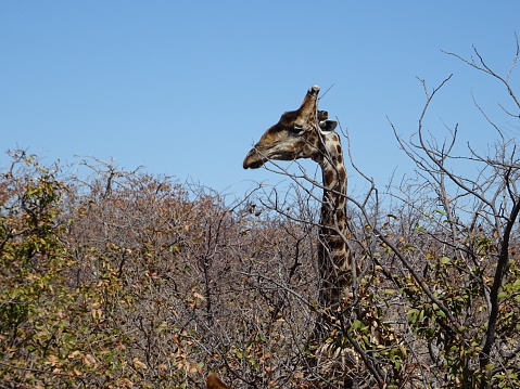 Giraffe in Saouth Africa